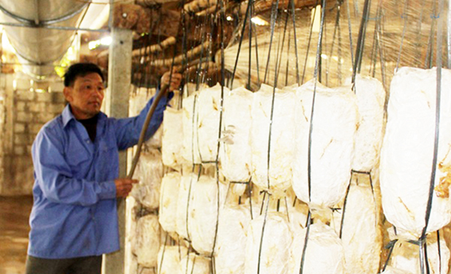 HTX Thạch Tân mở hướng làm giàu từ trồng nấm an toàn