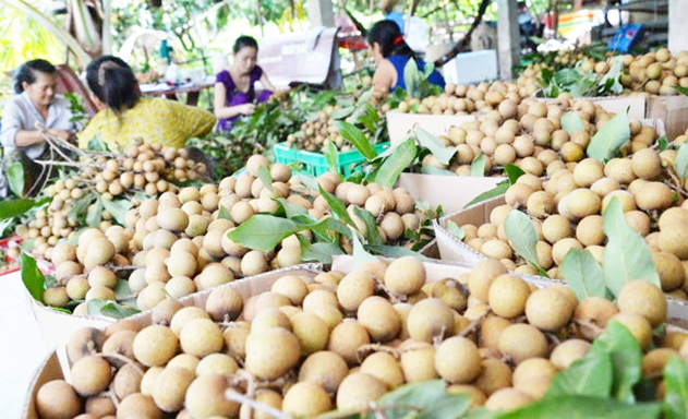 HTX Châu Thành: Đáp ứng thị trường nhờ lên đời cho nhãn