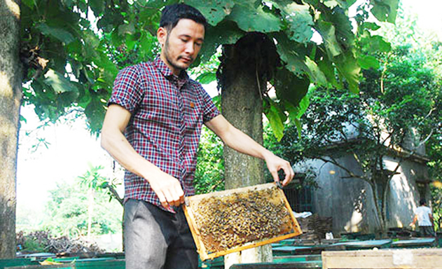 Khởi nghiệp với số vốn 100 đàn ong mật