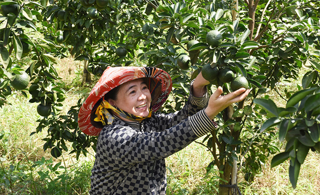 Hướng đi bền vững từ trồng trái cây VietGAP