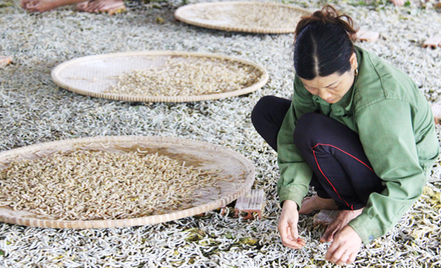 Hình thành chuỗi sản xuất khép kín từ ý tưởng nuôi tằm