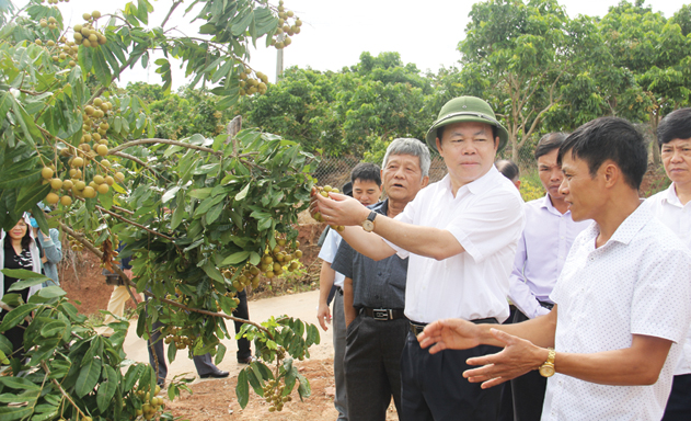 Sơn La ngăn chặn khủng hoảng thừa trái cây