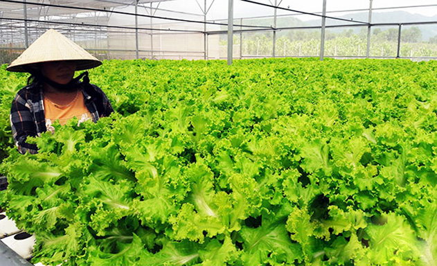 HTX Hòa Vang thành công từ chuỗi giá trị nông sản