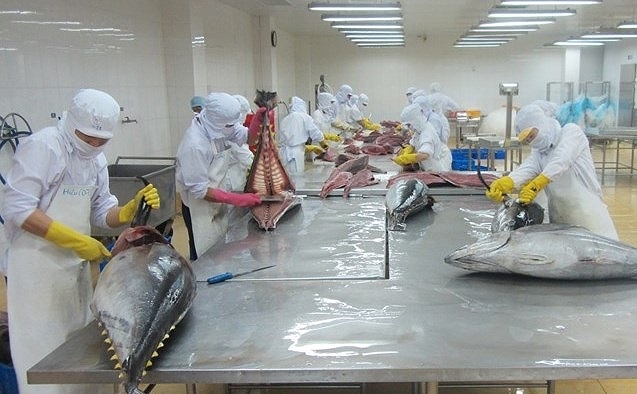 Xuất khẩu cá ngừ sang Italia tăng 730% trong nửa năm