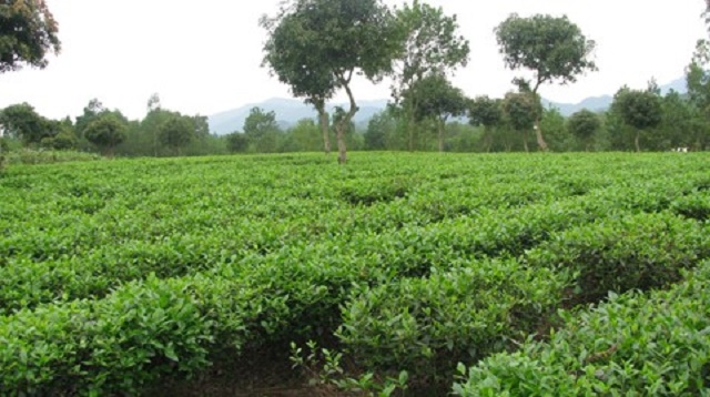 HTX đưa thương hiệu chè vươn ra thị trường khó tính