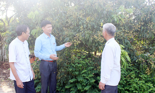 Tạo thương hiệu và uy tín cho sản phẩm nhãn của HTX Phúc Hưng