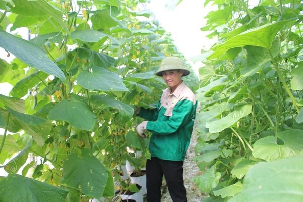 HTX-Nong-nghiep-cong-nghe-cao-2990-5403-