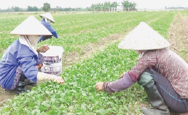 Khắc phục lối sản xuất nhỏ bằng chuỗi liên kết