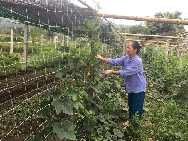 Nguồn nhân lực quyết định thành công của HTX Dân Chủ