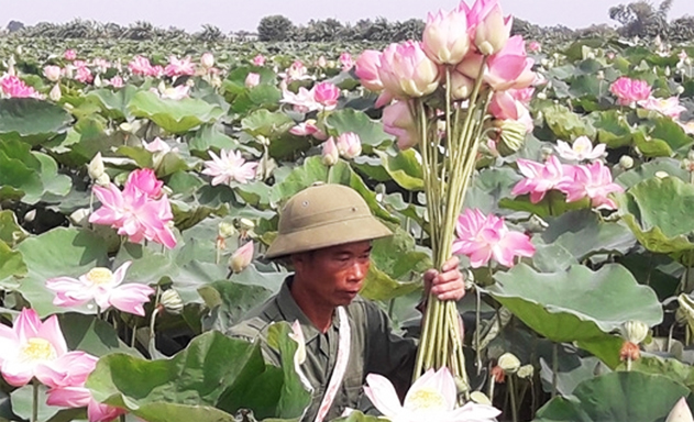 Cân bằng sinh thái nhờ trồng sen