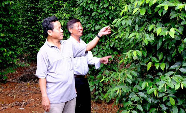 HTX Bầu Mây trồng tiêu sinh thái, gặt hái thành công