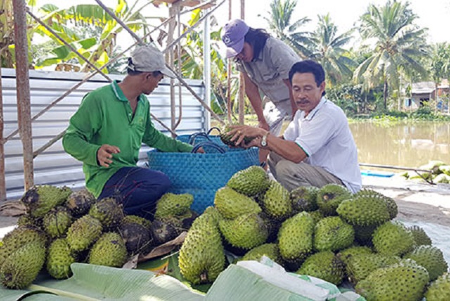 HTX Hòa Mỹ làm giàu từ Mãng cầu Xiêm