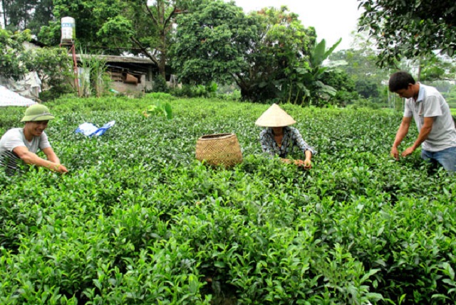 Hiệu quả từ mô hình sản xuất chè hữu cơ