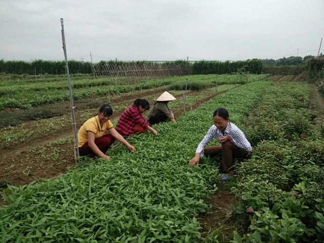 Mạnh dạn thay đổi tư duy để phát triển vùng rau hữu cơ