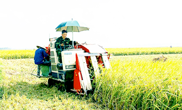 HTX Bình Định hoàn thiện sản xuất, tạo sức bật NTM