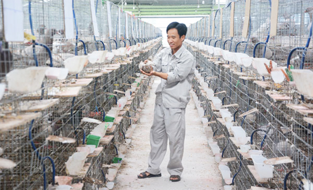 Phát huy vai trò của HTX trong sản xuất