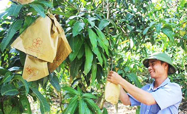 Vị giám đốc phủ xanh đồi hoang bằng giống trái cây đặc sản