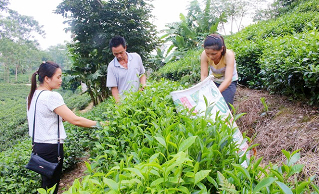 HTX Cổ Lũng nâng cao hiệu quả, điểm tựa xây dựng NTM