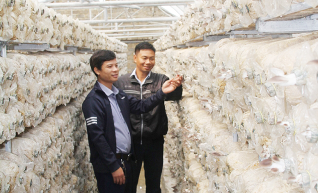 Khởi nghiệp với nấm thu bạc tỷ mỗi năm