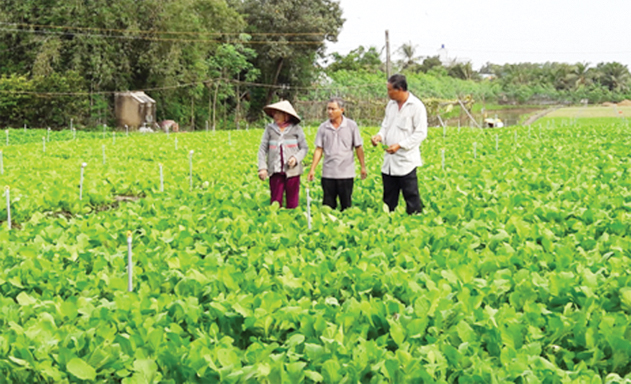 Tiền Giang: 15 năm đổi mới và phát triển kinh tế tập thể