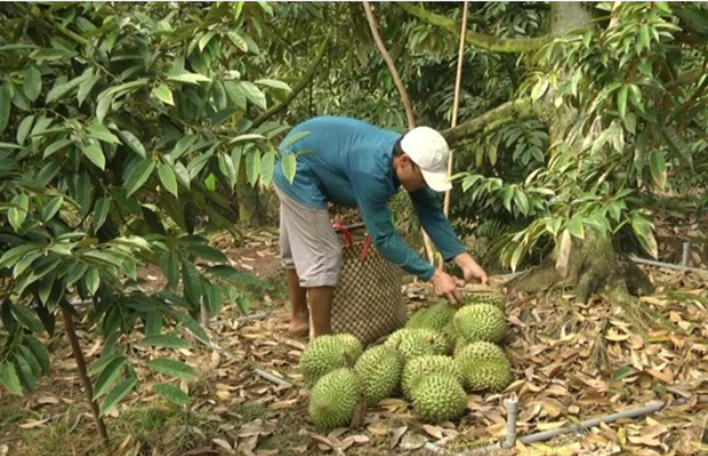 Công bố nhãn hiệu tập thể “Sầu riêng Cai Lậy”
