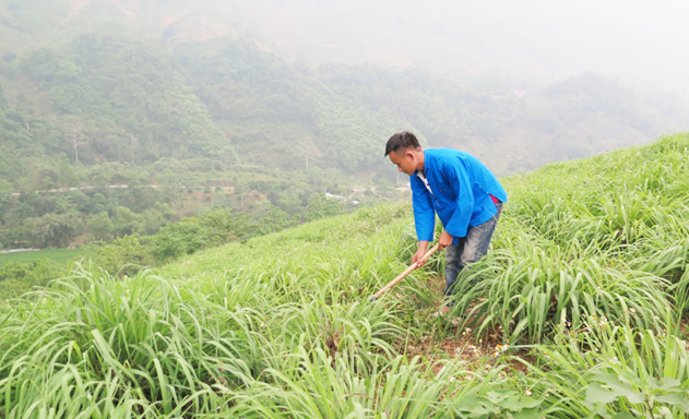 Mô Hình Trồng và sản xuất chưng cất tinh dầu sả tại Đắk Lắk