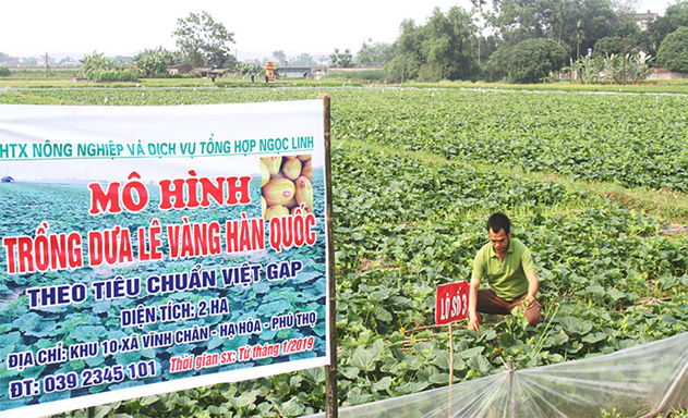 Thu trái ngọt từ quy trình VietGAP
