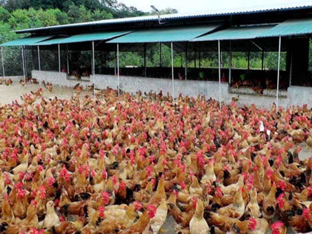 Cảnh báo xu hướng doanh nghiệp đua nhau nuôi gia cầm