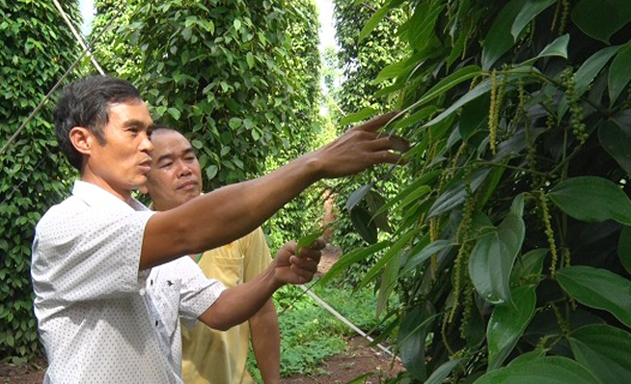 Rời nước Đức về quê lập HTX