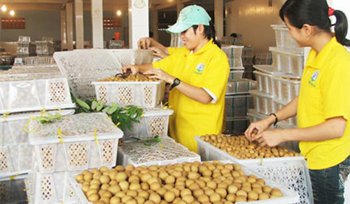Quả nhãn Việt Nam phải vượt qua những cửa ải nào mới vào được Úc?
