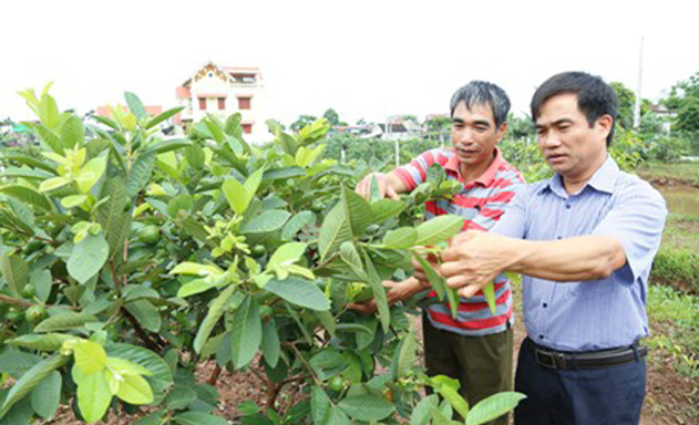 HTX-Dong-Xuan-Tien-Ninh-Binh-N-7065-7599