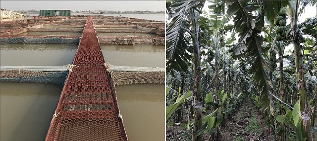 Lãi to với mô hình chuối trên bờ, cá dưới sông
