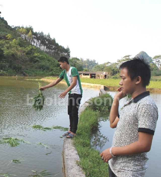 Thay thế cánh đồng chiêm trũng bằng vựa nuôi thủy sản