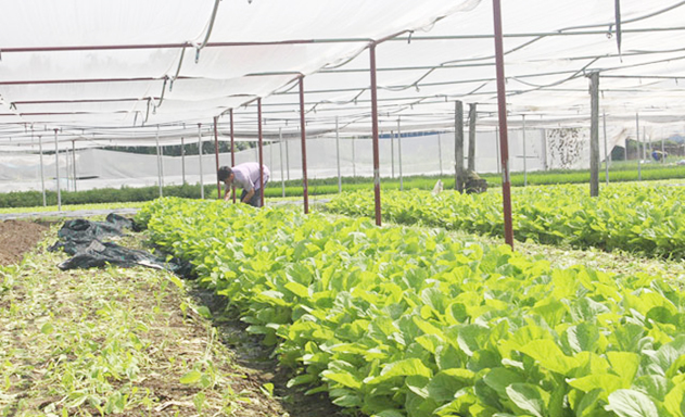 Khởi nghiệp với rau sạch, hình thành HTX