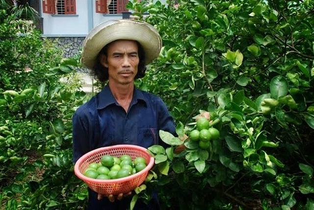 Ứng dụng công nghệ thông minh trồng chanh cho năng suất cao