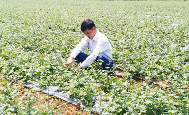Khởi nghiệp với cây mọc dại thu hàng tỷ đồng