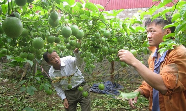 Chanh leo 'leo' bản vùng cao