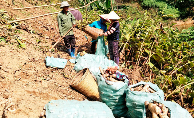 HTX Duy Sơn thúc đẩy NTM nhờ mô hình liên kết “3 nhà”