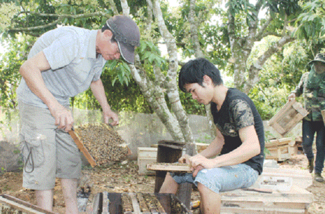 Nuôi ong xuất khẩu nhờ trồng vải