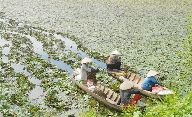 Giá trị kinh tế, môi trường từ trồng ấu an toàn
