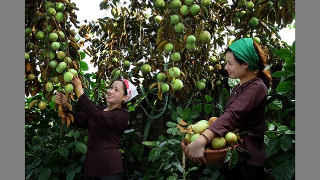 Bắc Giang phát triển thương hiệu vú sữa Tân Yên