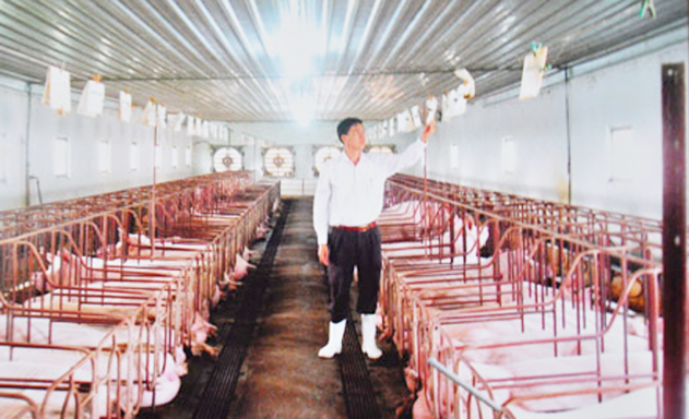 Vị giám đốc bán nhà khởi nghiệp với nuôi lợn