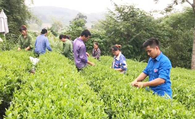 Nung nấu ước mơ khởi nghiệp với mô hình HTX