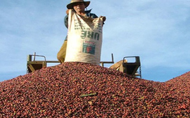 Xuất khẩu cà phê suy giảm mạnh