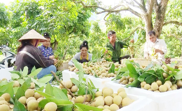 Sông Mã thúc đẩy HTX để xây dựng NTM