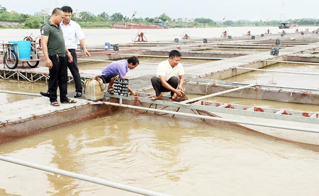 HTX nông nghiệp An Phú nâng cao trình độ, tạo đà bứt phá