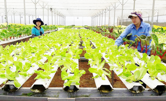 Cần quan tâm chất lượng nguồn nhân lực trong HTX