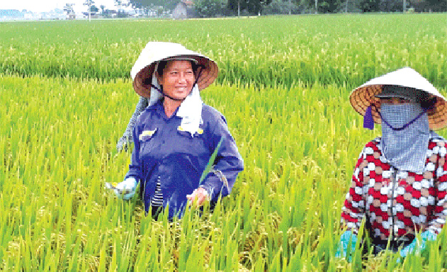 Đầu tư đào tạo nguồn nhân lực chất lượng để phát triển HTX