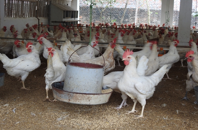 Giá gà rớt thảm chỉ 12.000 đồng/kg