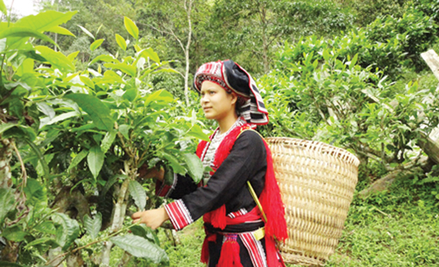 OCOP thúc đẩy nông thôn mới ở Hoàng Su Phì